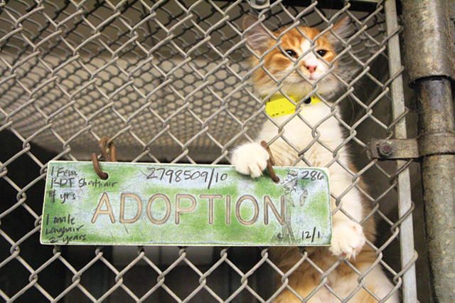 Animal euthanasia: Easy solution, difficult problem